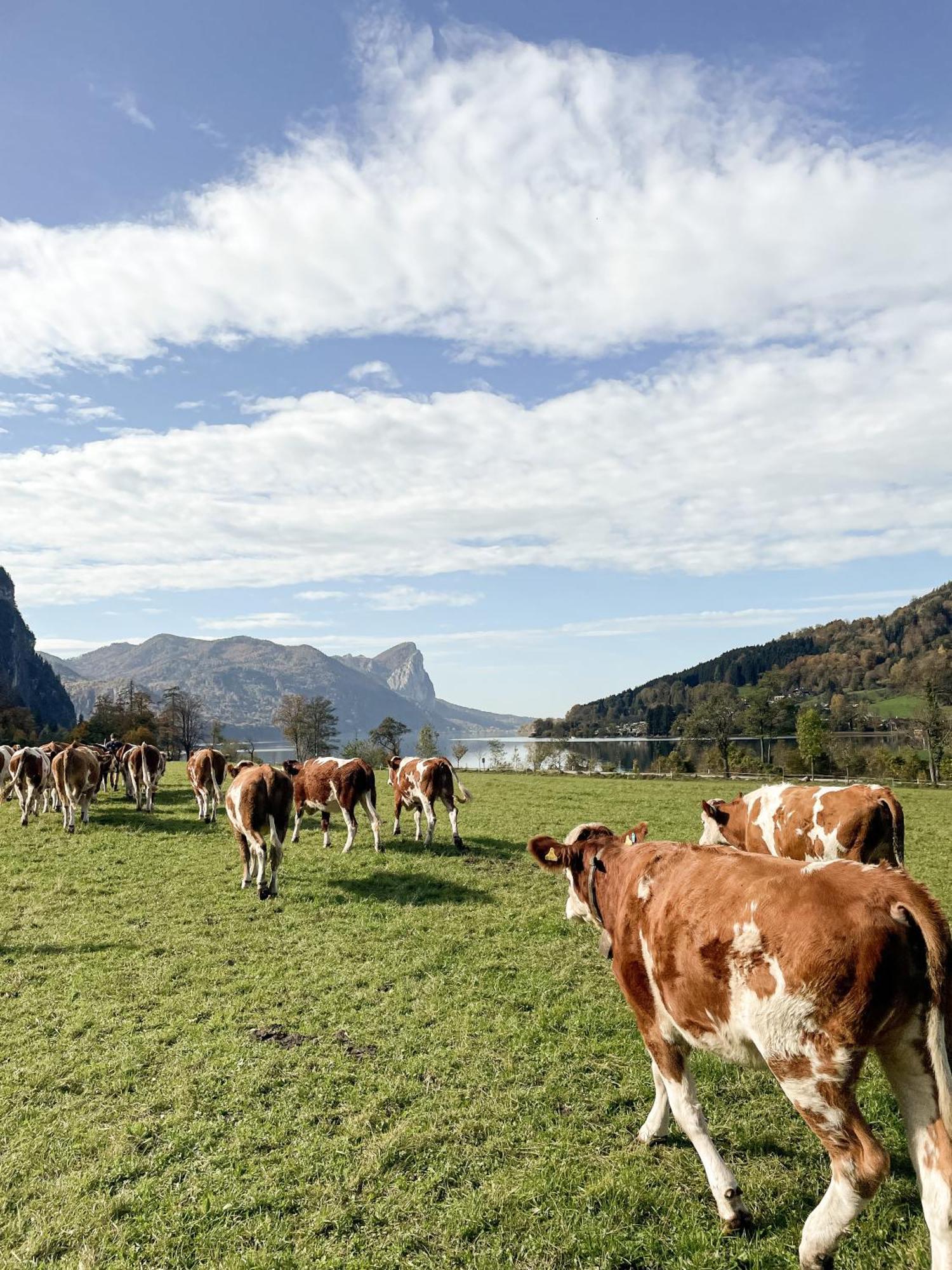 Апартаменты Im Ramsen - Familie Baier Sankt Wolfgang im Salzkammergut Экстерьер фото